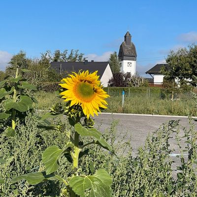 Sonnenblumen vor der Kirche in Oberbrombach